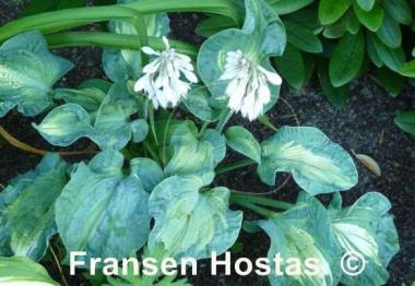 Hosta Golden Meadows
