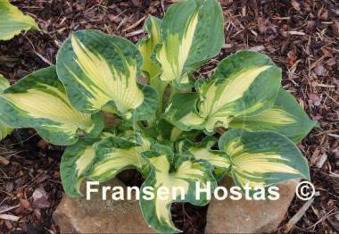 Hosta Golden Meadows