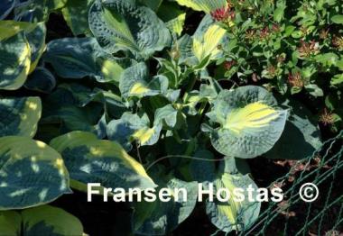 Hosta Golden Meadows