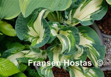 Hosta Golden Meadows