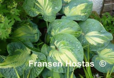 Hosta Golden Meadows