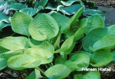 Hosta Golden Medallion