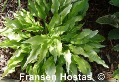 Hosta Golden Oriole