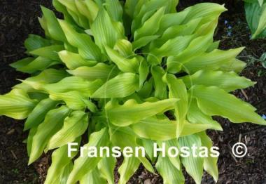 Hosta Golden Oriole