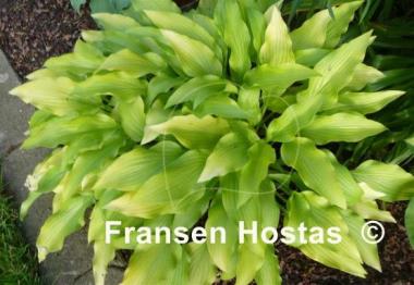 Hosta Golden Oriole