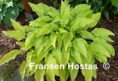 Hosta Golden Oriole