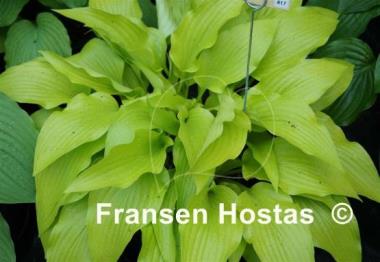Hosta Golden Oriole