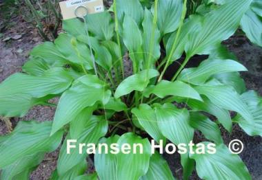 Hosta Golden Oriole