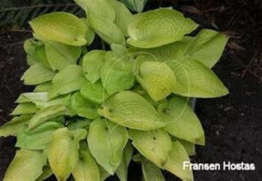 Hosta Golden Prayers