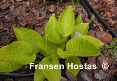 Hosta Golden Prayers