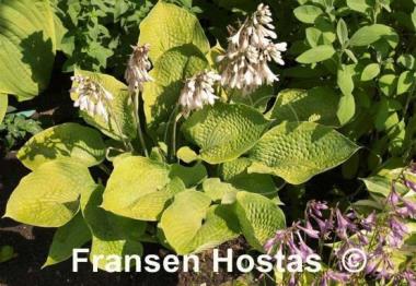 Hosta Golden Prayers