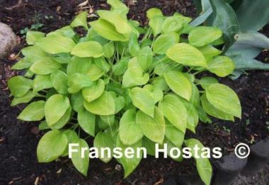 Hosta Golden Scepter