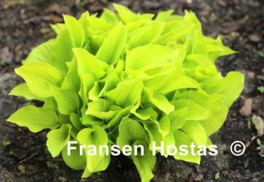Hosta Golden Scepter