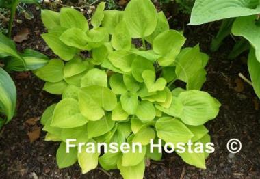 Hosta Golden Scepter