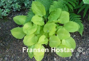 Hosta Golden Scepter