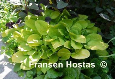 Hosta Golden Scepter