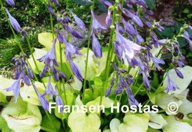 Hosta Golden Scepter