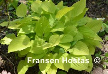 Hosta Golden Scepter