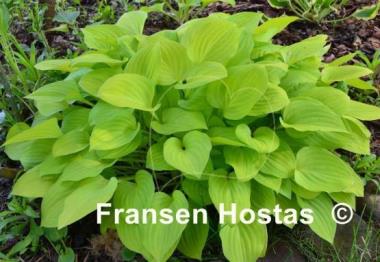Hosta Golden Scepter