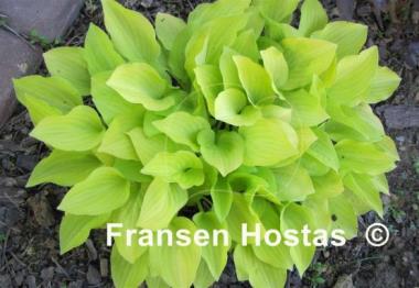 Hosta Golden Scepter