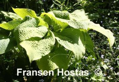 Hosta Golden Sculpture