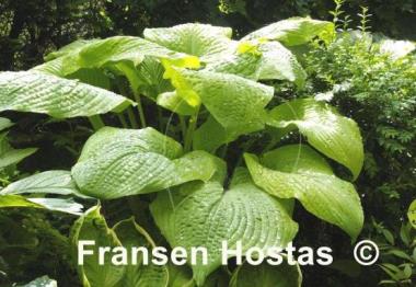 Hosta Golden Sculpture