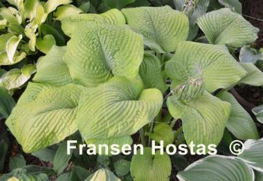 Hosta Golden Sculpture
