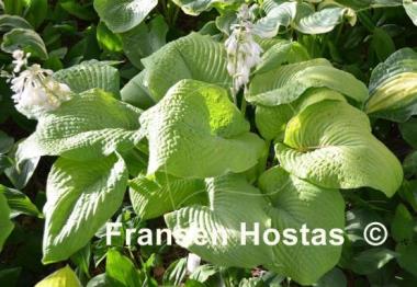 Hosta Golden Sculpture