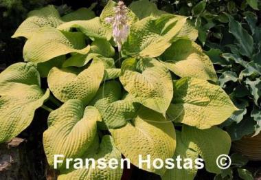 Hosta Golden Sculpture