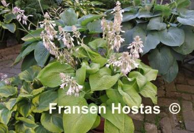 Hosta Golden Sculpture