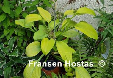 Hosta Golden Sir Prize