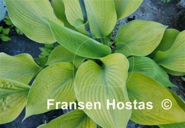 Hosta Golden Sir Prize