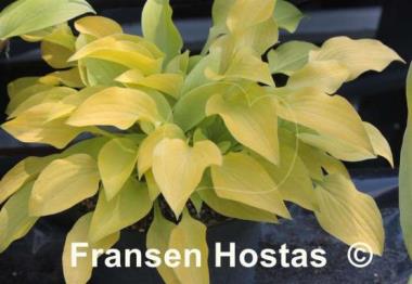 Hosta Golden Spades