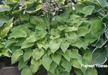Hosta Golden Spider