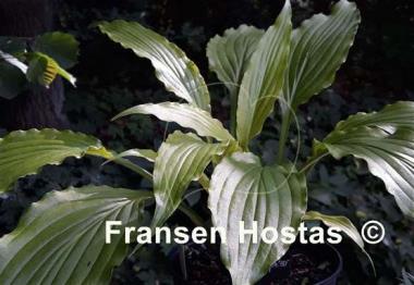 Hosta Golden Spritzer