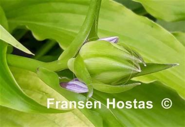 Hosta Golden Spritzer