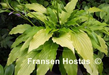 Hosta Golden Spritzer