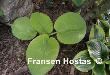 Hosta Golden Sunburst