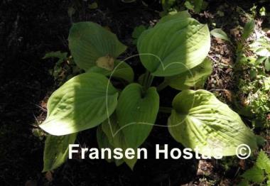 Hosta Golden Sunburst