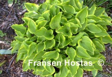 Hosta Golden Tiara