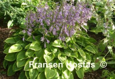 Hosta Golden Tiara