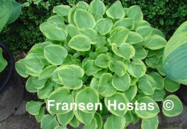 Hosta Golden Tiara