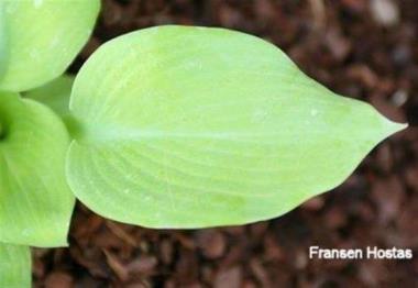 Hosta Golden Tusk
