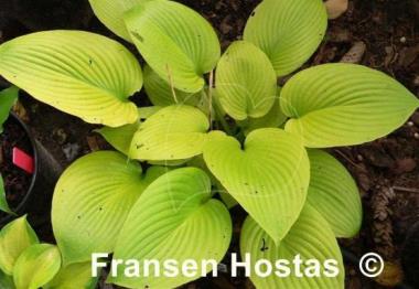 Hosta Golden Waffles