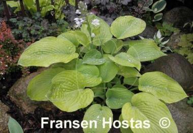 Hosta Golden Waffles