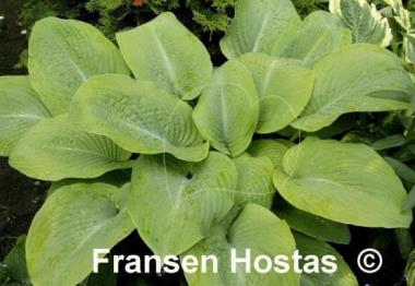 Hosta Golden Waffles