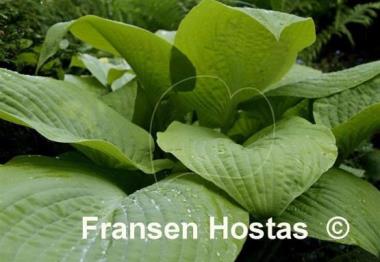 Hosta Golden Waffles