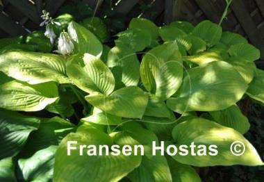Hosta Golden Waffles
