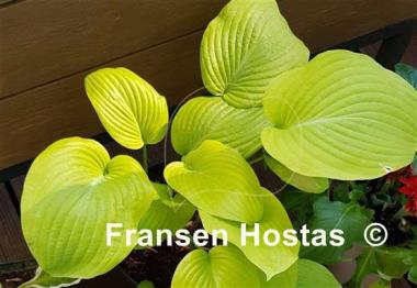 Hosta Golden Waffles