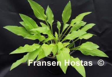 Hosta Goldene Woge